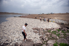 مرگ 2 میلیون ماهی در سد فشافویه